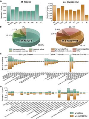 Comparative transcriptome analysis reveals deep molecular landscapes in stony coral Montipora clade